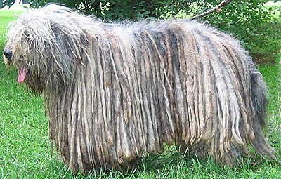 Bergamasco...