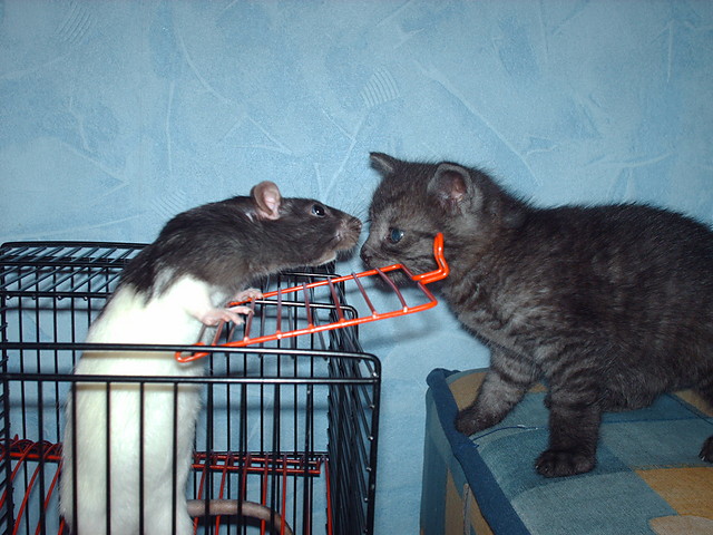 Rufusek i Maksio:)