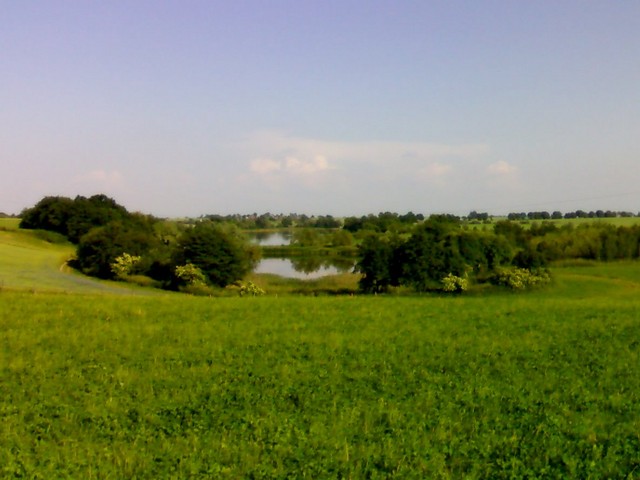 Wpis stradivaylus