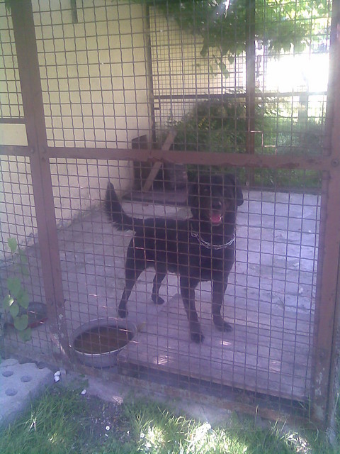 Amorek