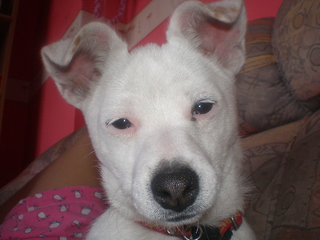Wpis malapanna