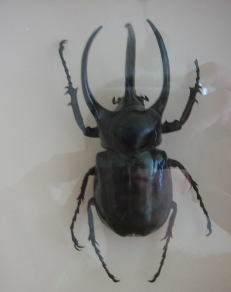 Chrzszcz z rodziny dinastidae