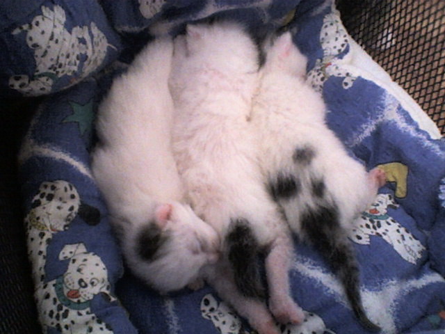 Moje trzy mae krwki:)