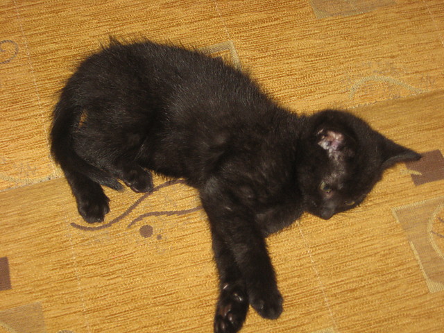 Mj koteczek :)