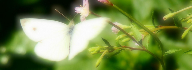 Wpis herbatazcytrynka