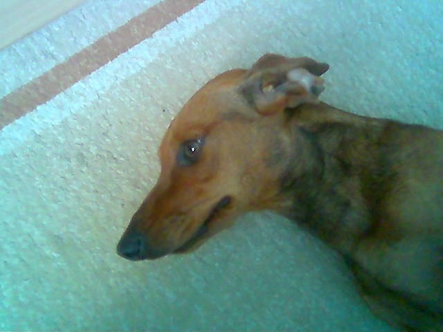 My dog