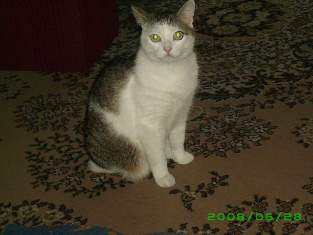 MYSIA