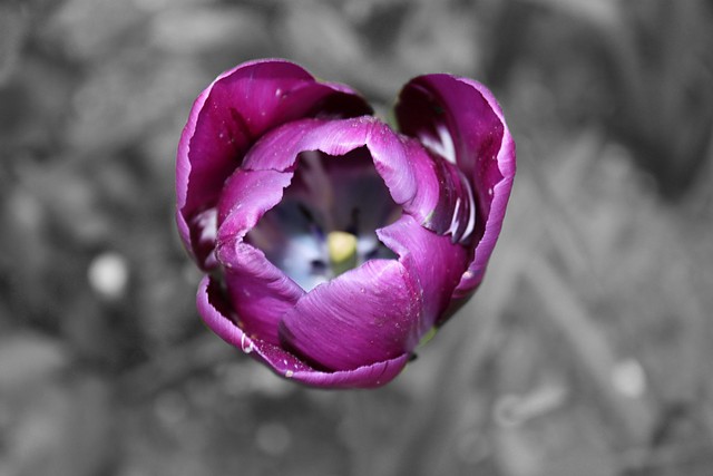 Tulipan 