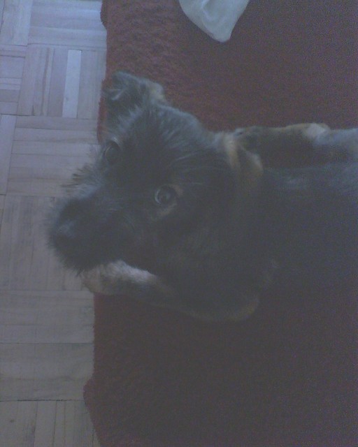 Moja Lady
