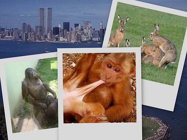 zoo