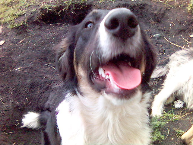 Cyganek... :*