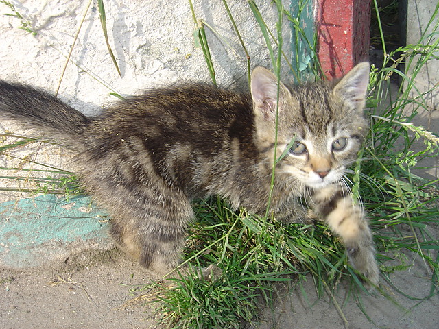 Jupi