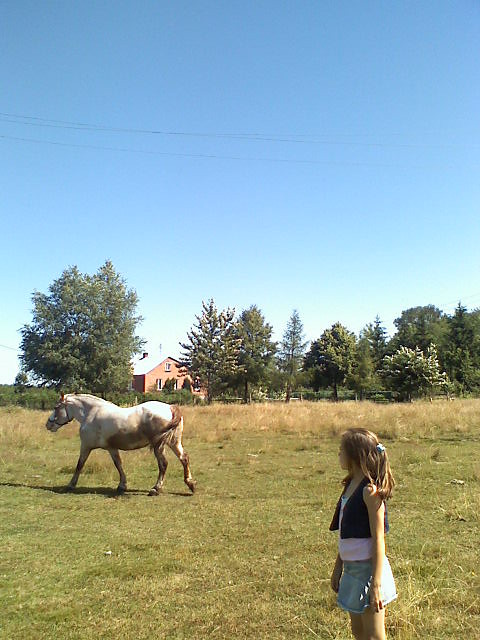 horse