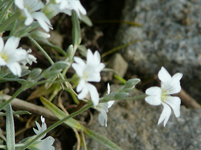 Mandragora