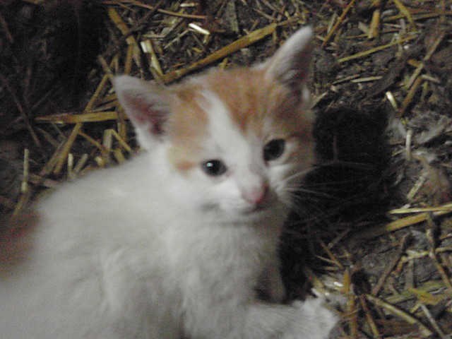kotki