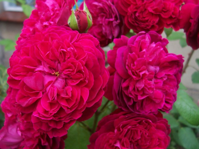 Rose ^^