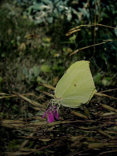 motyl