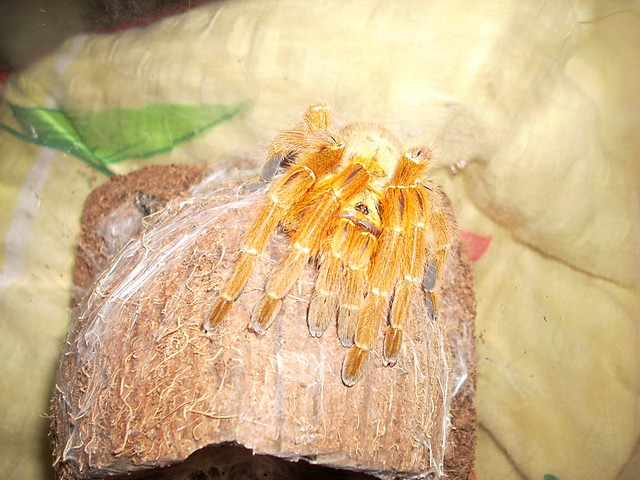 P. murinus