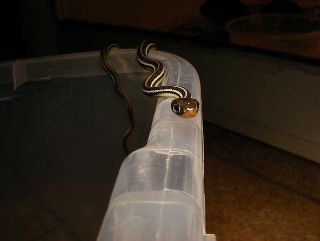 Western Ribbon Snake