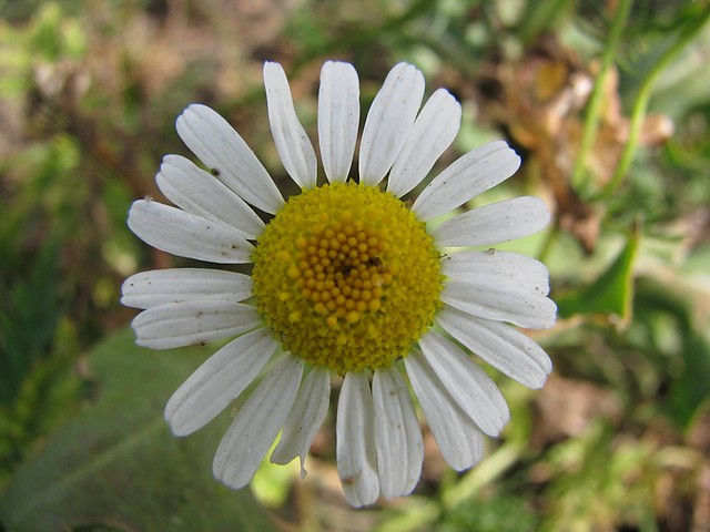 sztosztosztokrotka