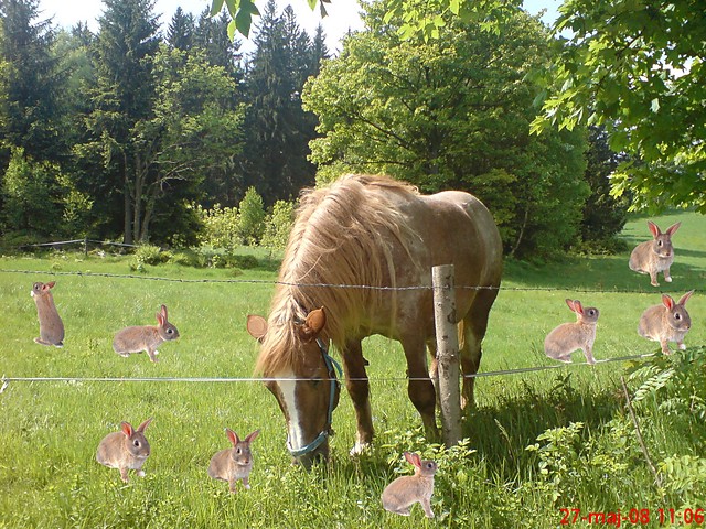 Koń