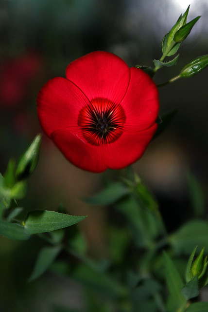 macro flower.