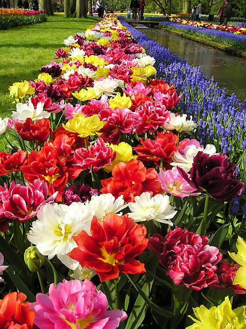 Keukenhof