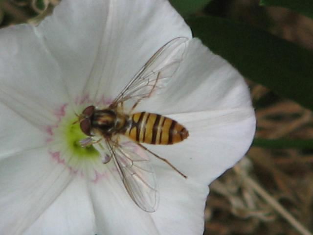 Maya the Bee :))