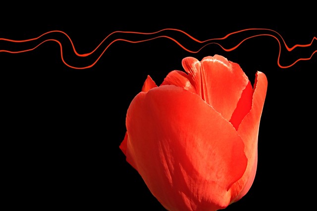 tulipan