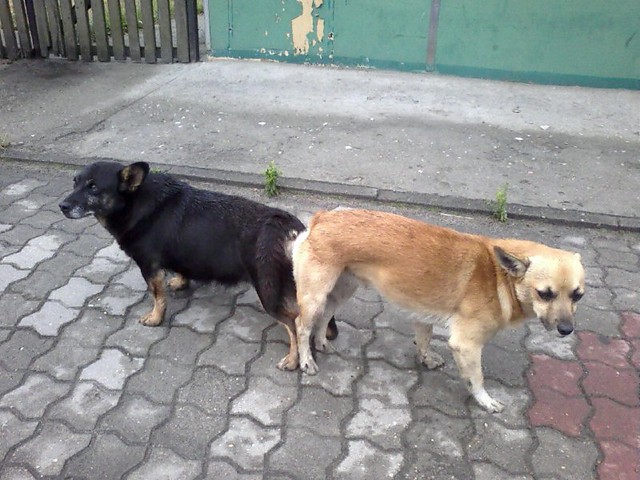 seks