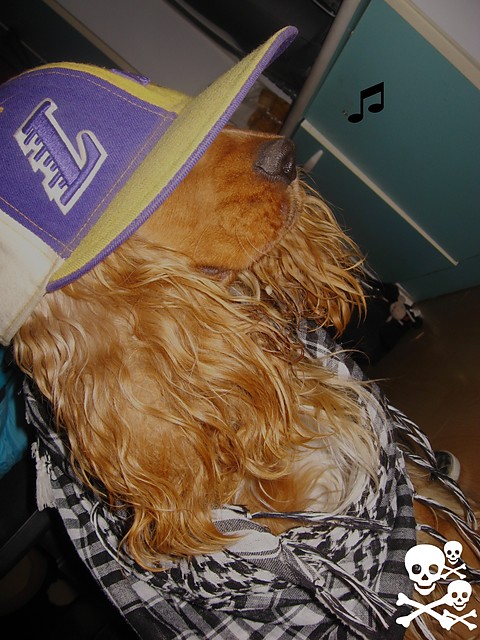 Wpis spongedog