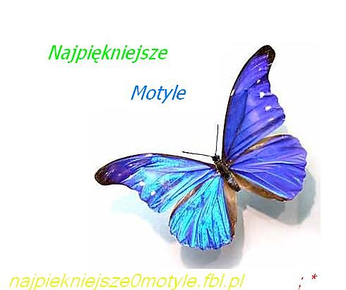 www.najpiekniejsze0motyle.fbl.pl