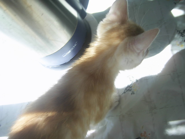 Fred