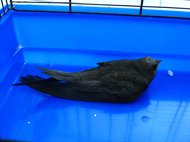 Wpis grogonia