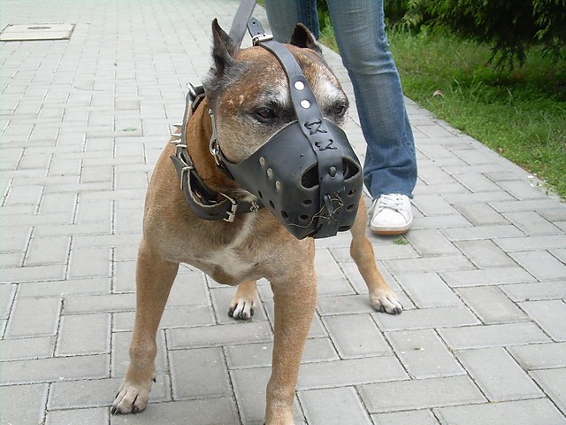 Dorfik
