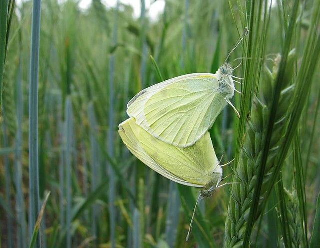 flyflyfly. butter!