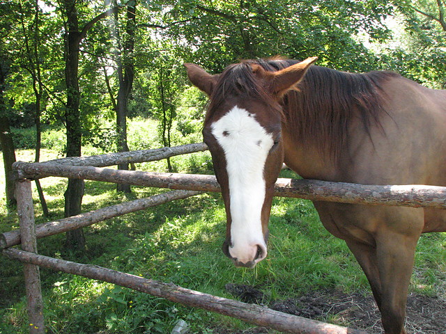 konik