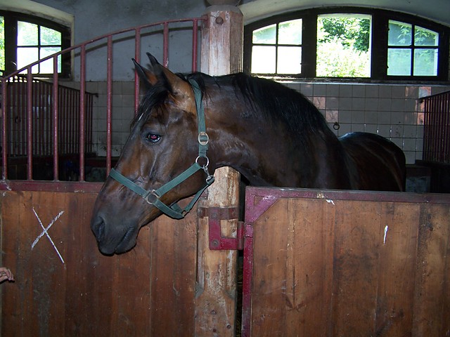 stado ogierow ksiaz :)