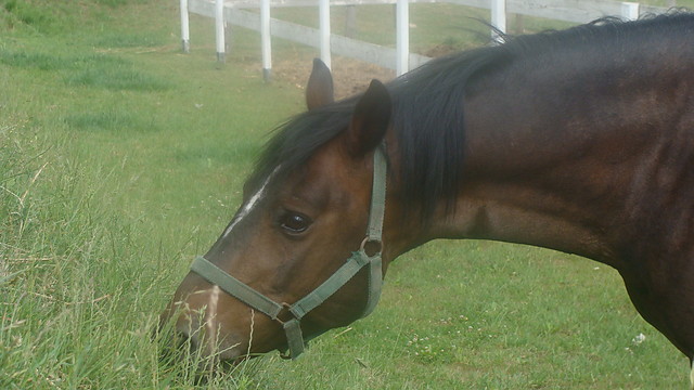 Anio =] =]