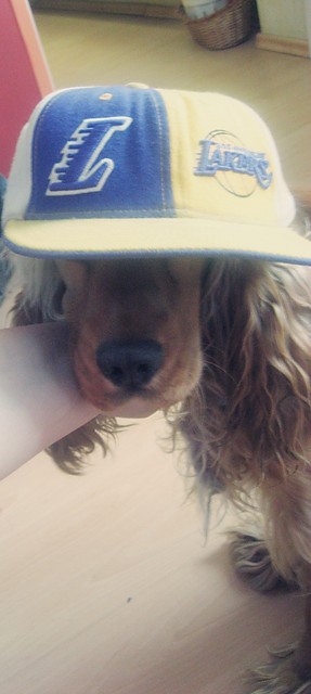 Wpis spongedog