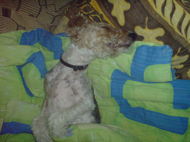My DOG