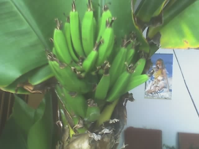 Bananki z mojego bananowca:D