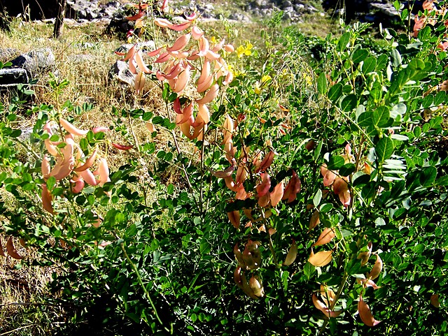 Wpis flolcia