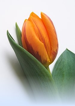 tulipan