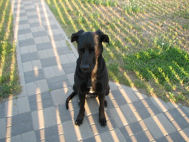 mj kochany piesek :)