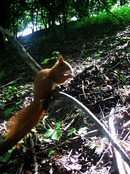 Wpis shizofenia