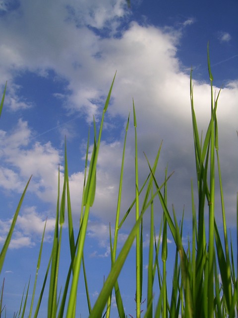 Wpis shizofenia