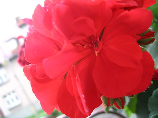 pelargonia, makro