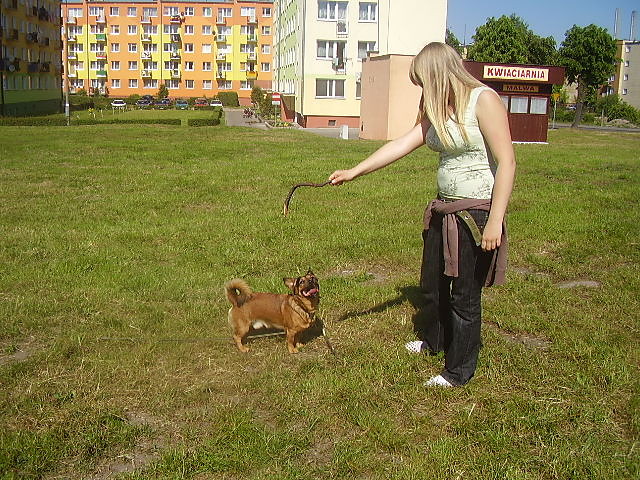 Wpis kalluss