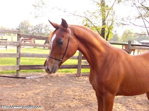 Konik